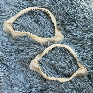 Shark jaws